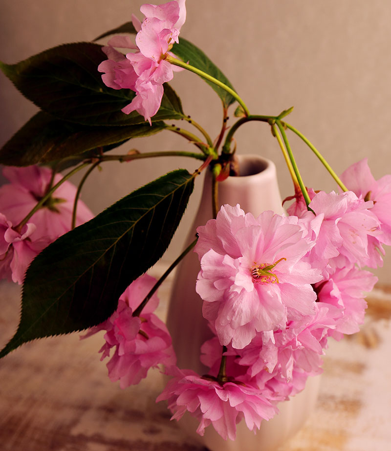Cherry blossom in a vase.