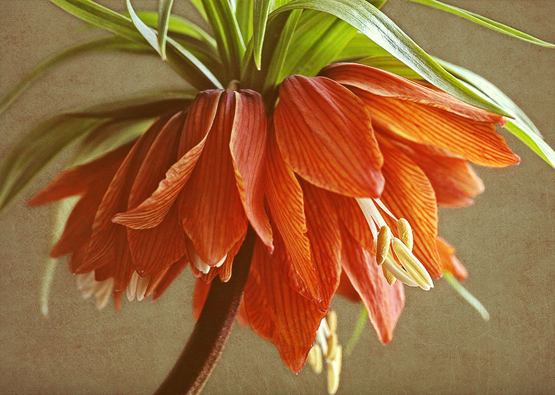 Orange 'Crown Imperial' fritillaries. (Fritillaria imperialis.)