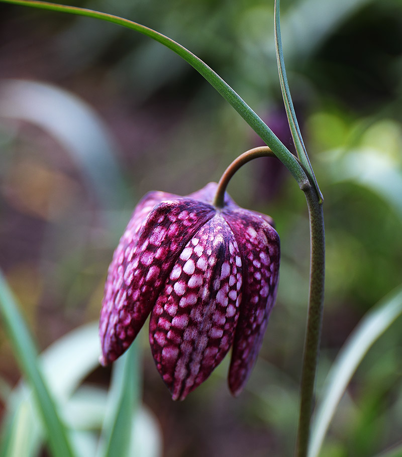 Close-up of Fritillaria meleagris flower.
