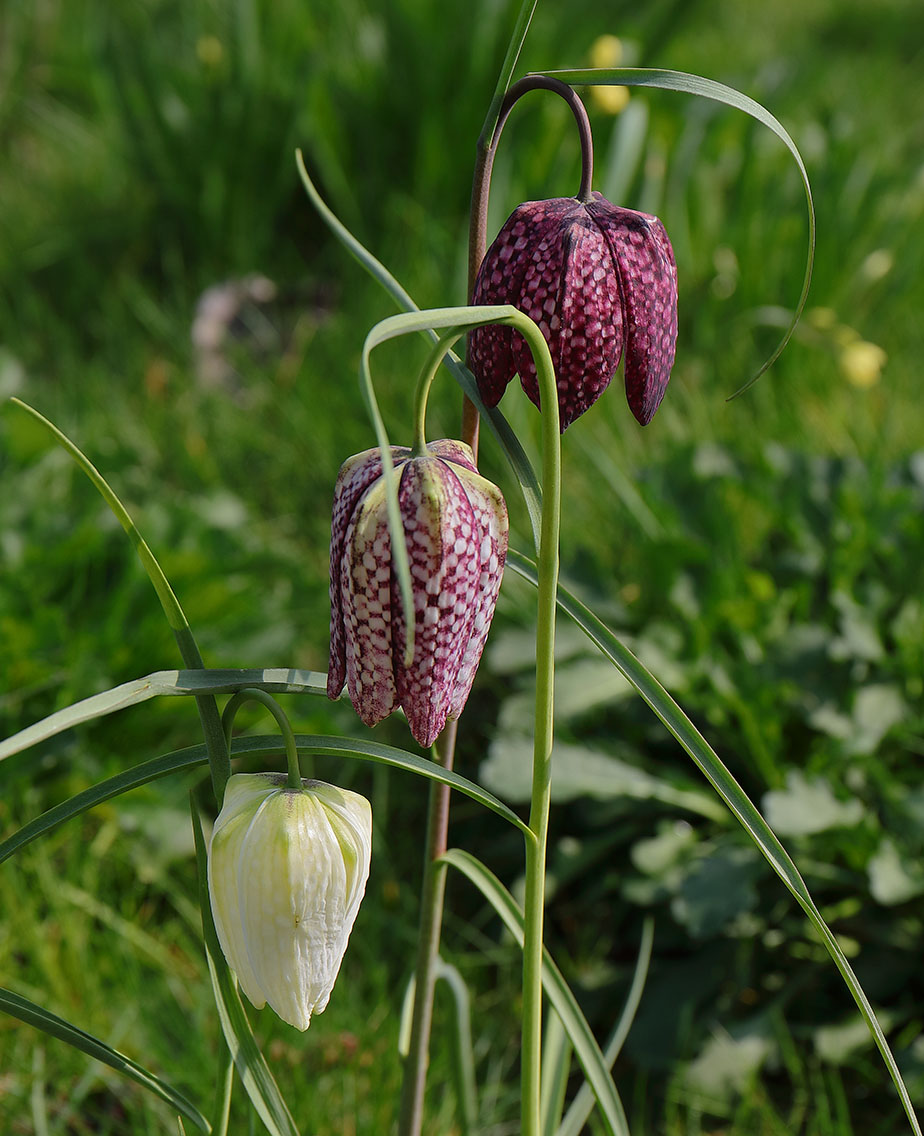 Snake's Heads and Crowns of Leaves: Fritillaries  Ann Mackay: Inspired by  Nature
