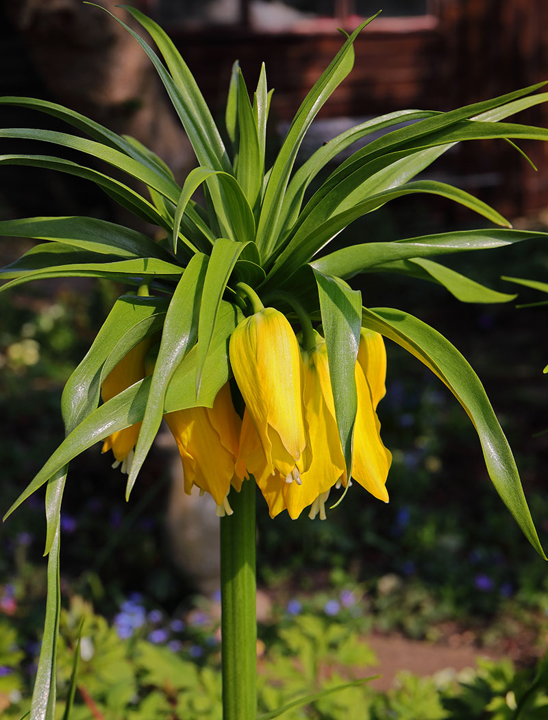 Yellow 'Crown Imperial' flowers. (Fritillaria imperialis.)