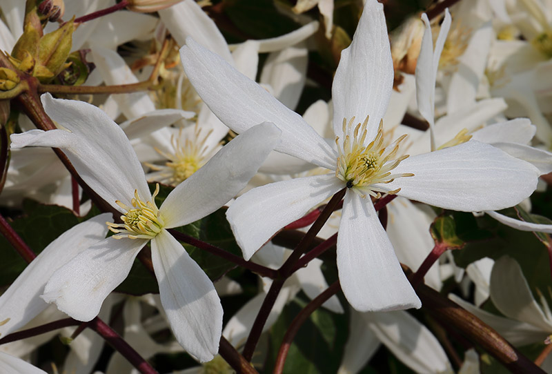 White flowers of Clematis armandi.