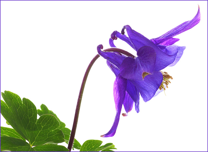 Blue Aquilegia vulgaris (columbine)