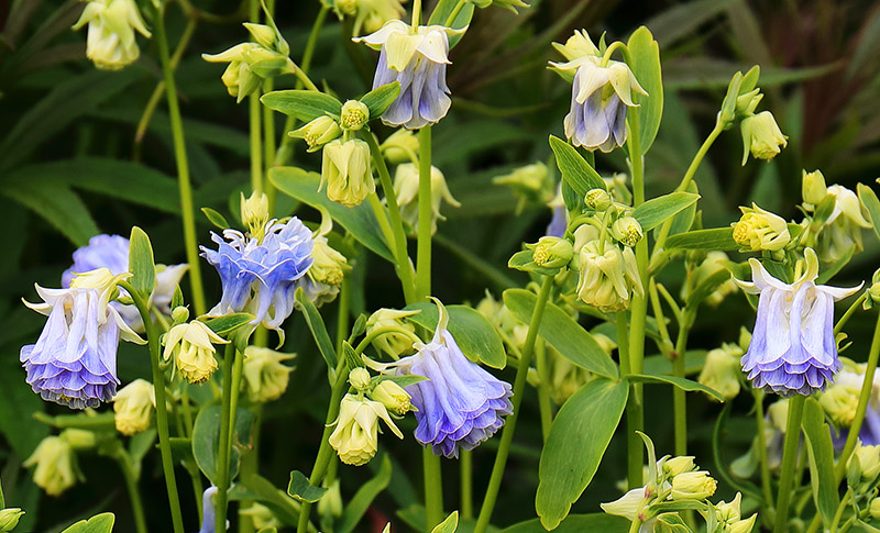 Aquilegia flowers