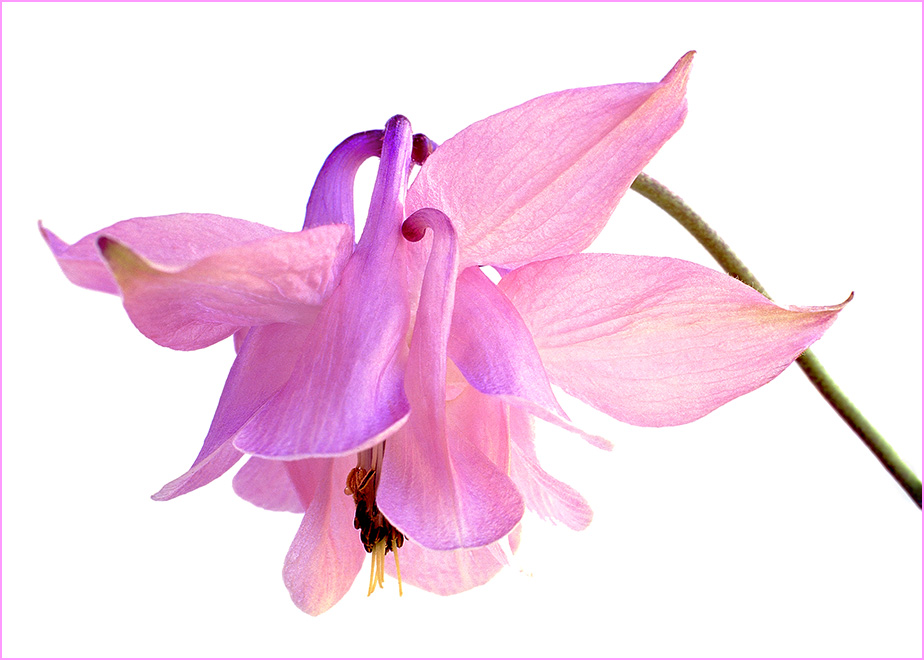 Pink Aquilegia vulgaris (columbine).