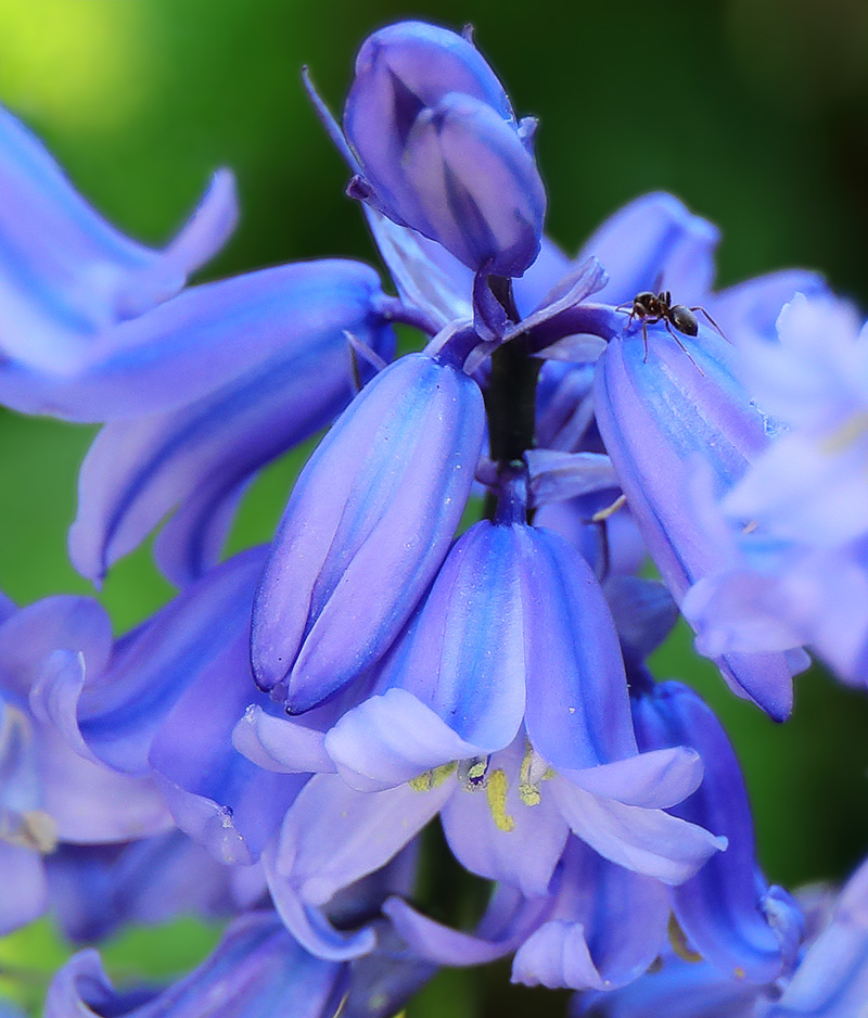 Spanish bluebell (Hyacinthoides hispanica)