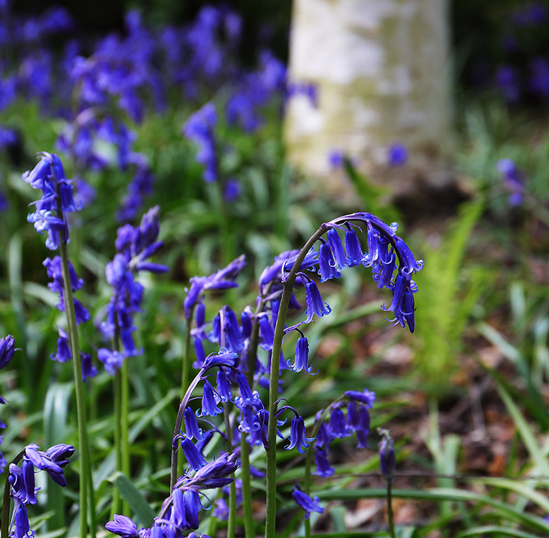 Bluebells growing among birch trees.