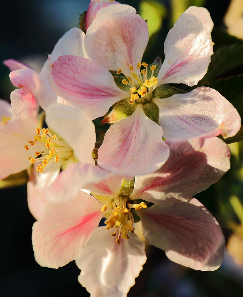 Blossom on a Braeburn apple tree.