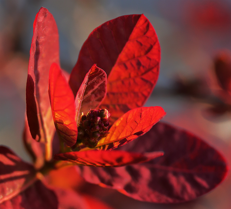 Leaves of the smoke bush (Cotinus coggygria)