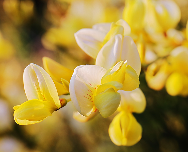 Yellow broom (Cytisus) flowers