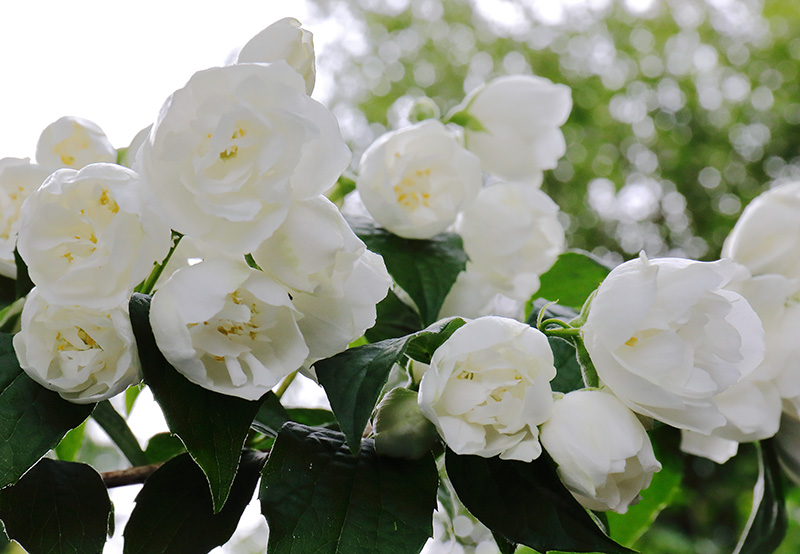 White philadelphus (mock orange) flowers