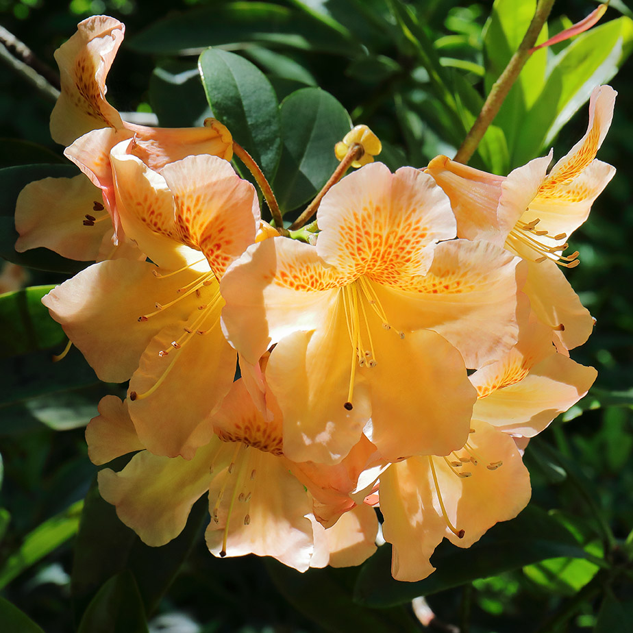Orange rhododendron flowers