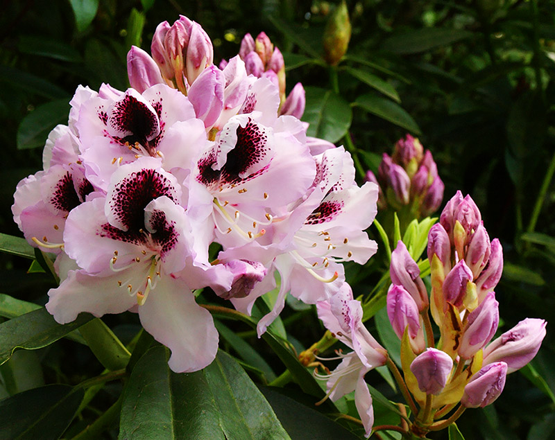 Pink rhododendron flowers with dark red markings