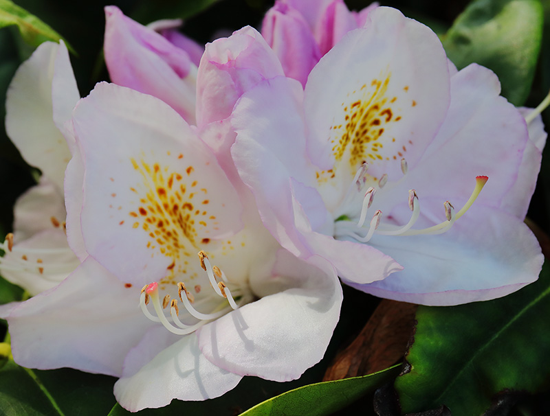 White rhododendron flowers tinted with pink