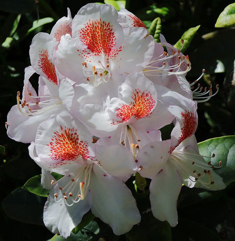 White rhododendron flowers with red/orange markings.