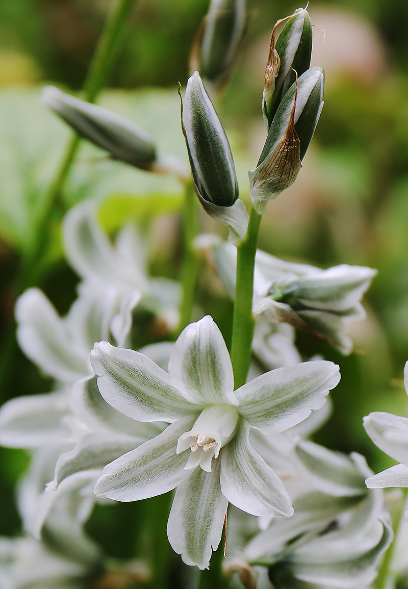 Flowers of Ornithogalum nutans
