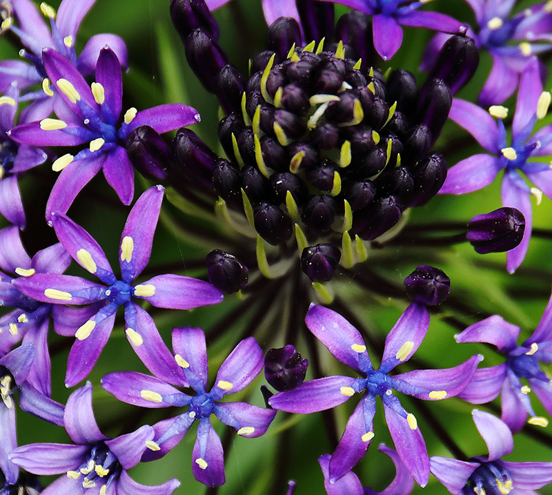 Flowers of Scilla peruviana