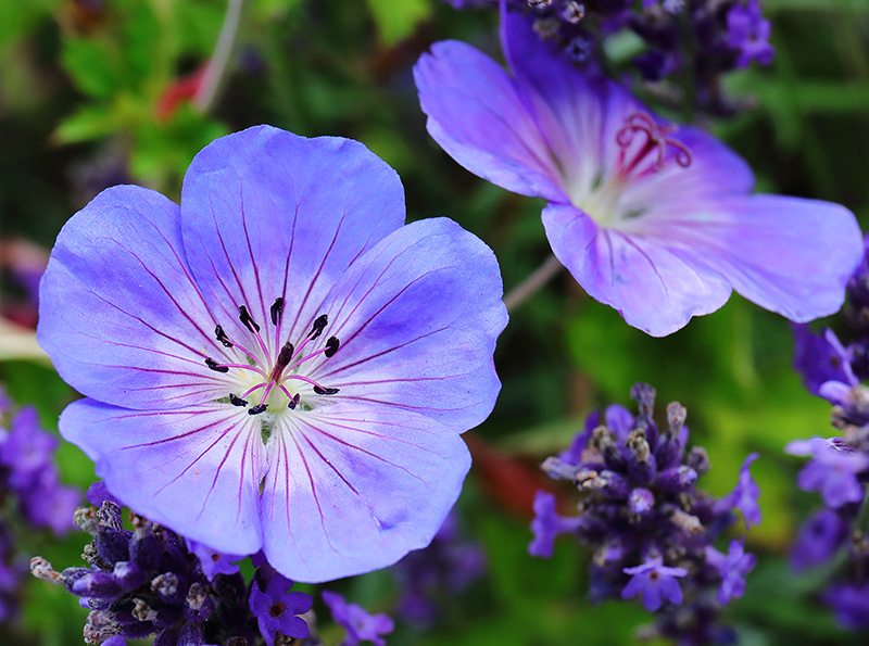 Flowers of Geranium 'Rozanne' with lavender.