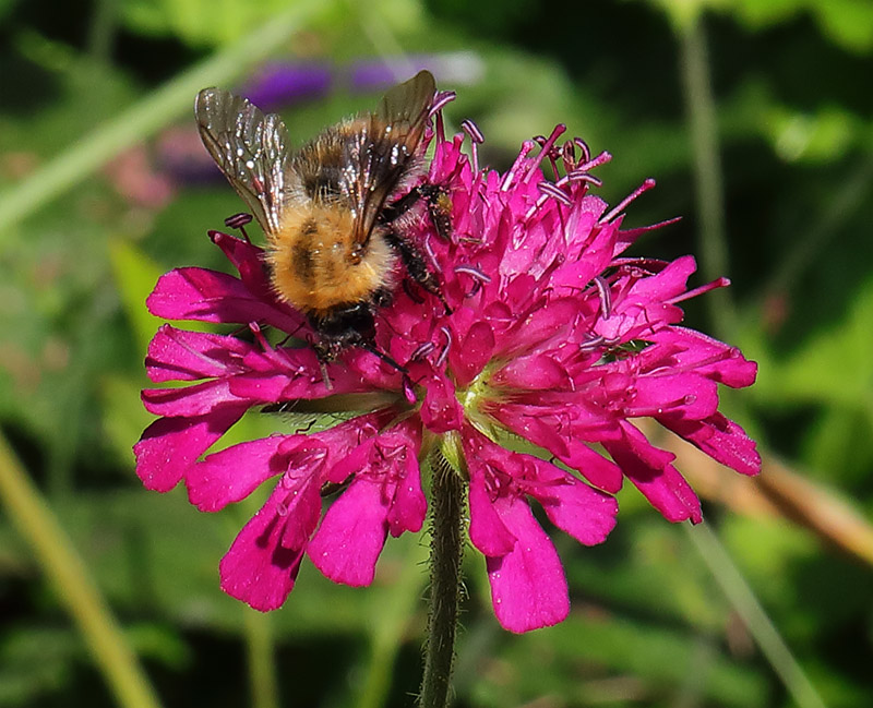 A bee on a red scabious flower (Knautia macedonica).