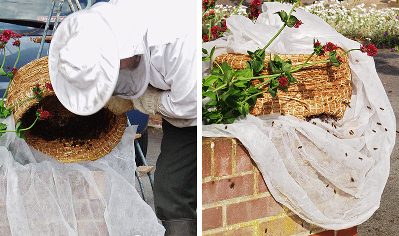 A beekeeper has caught a swarm of bees in a skep.