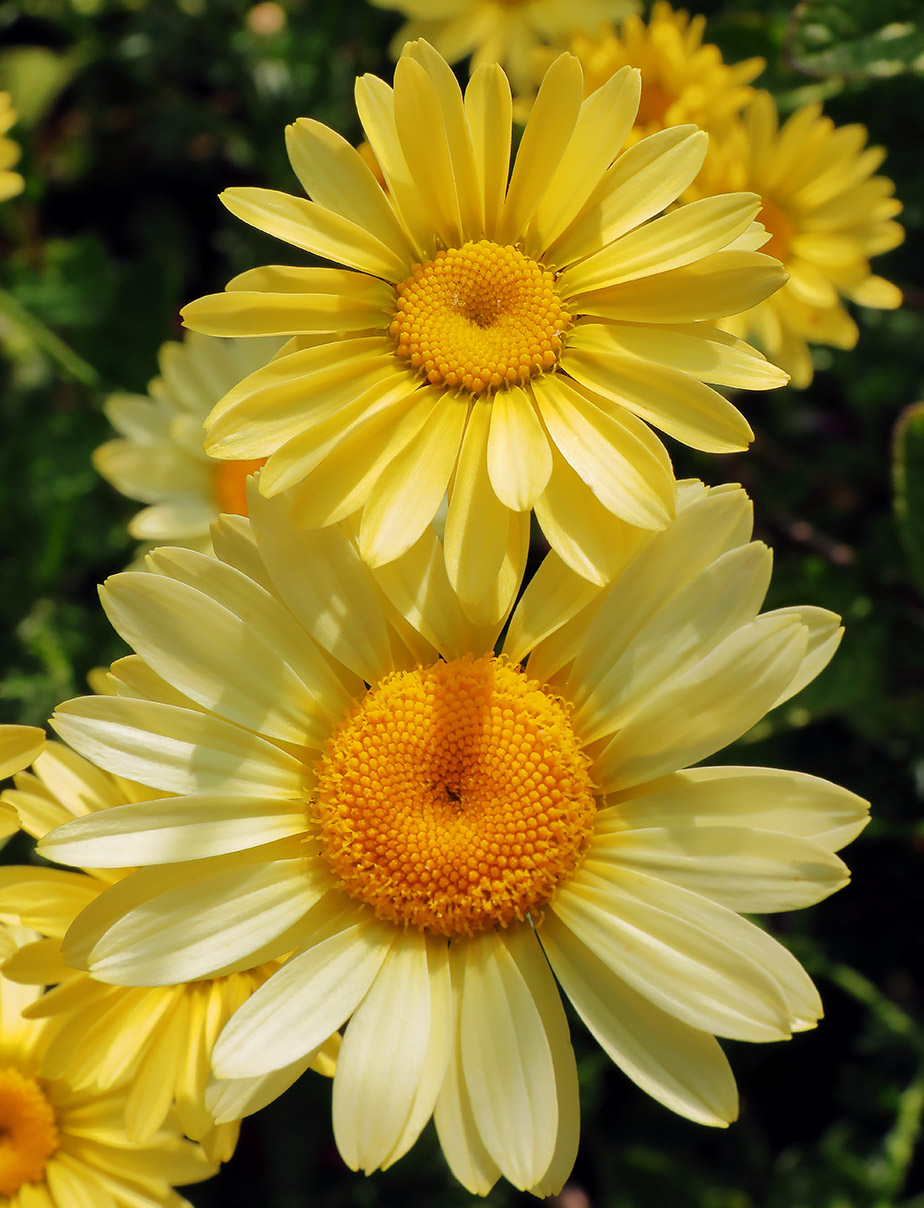 Anthemis tinctoria 'E C Buxton'