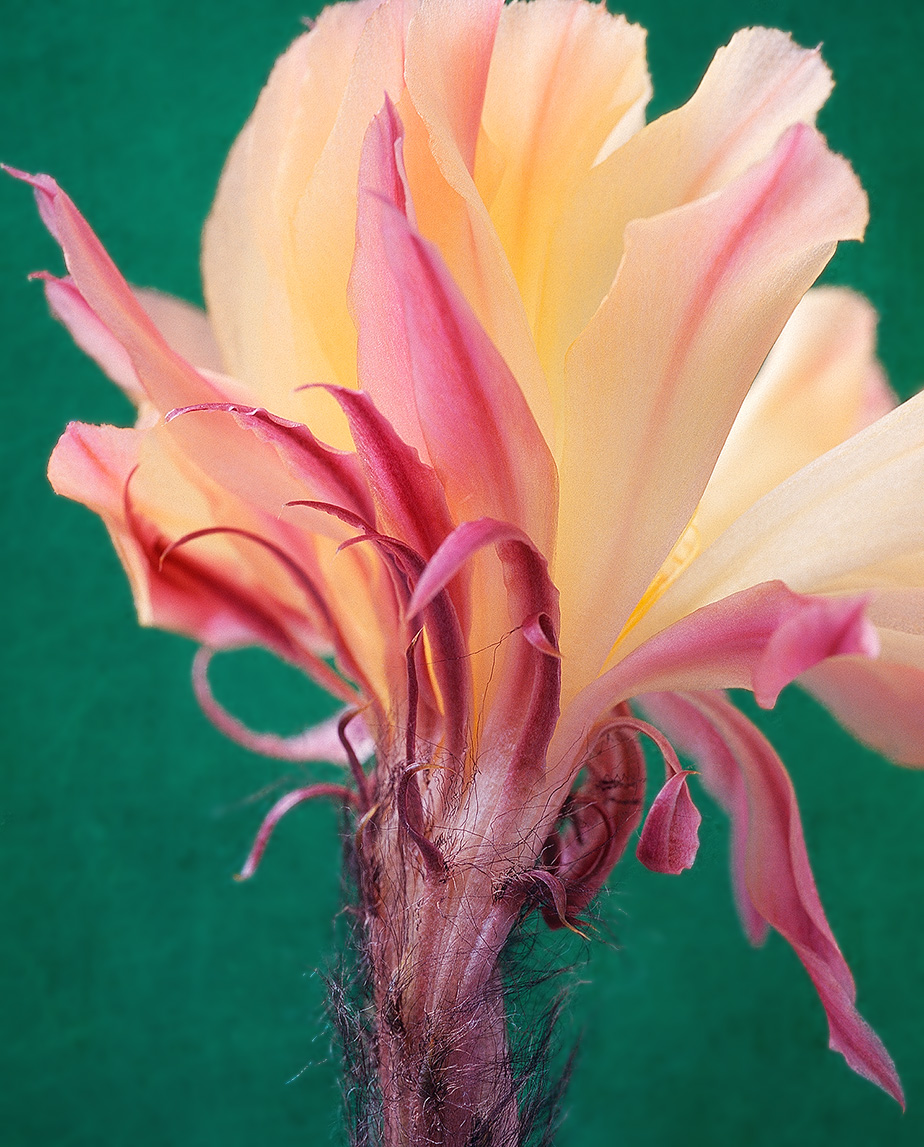 Yellow echinopsis cactus flower