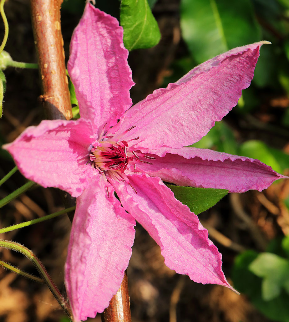 Clematis 'Hagley Hybrid' flower