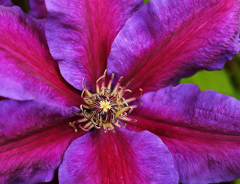 Clematis Mrs N Thompson