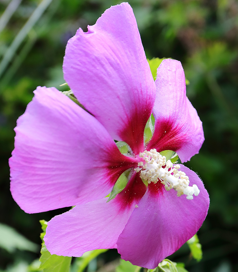 Hibiscus Rose Moon 2615