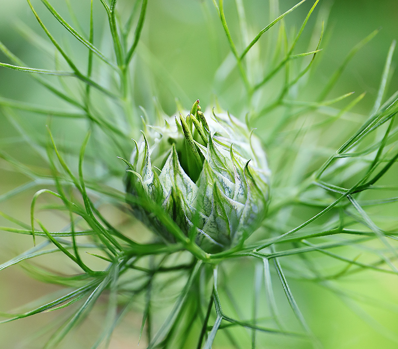 Nigella damascena bud