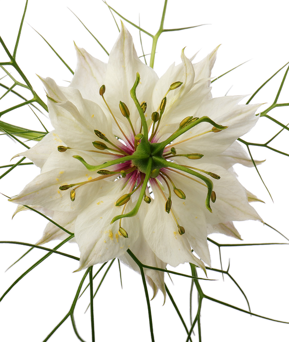 White nigella damascena flower