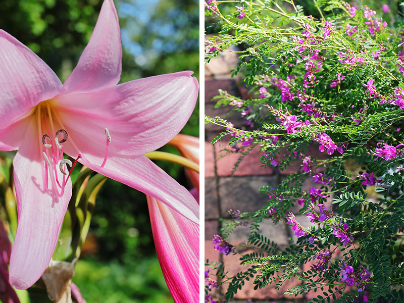Pink flowers - lily and indigofera