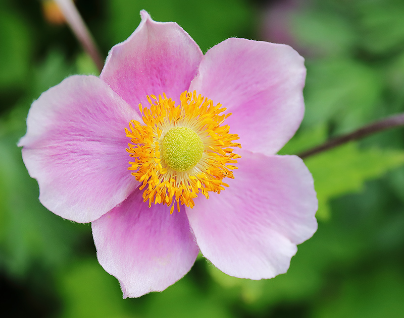 Anemone-Hadspen-Ab-2638