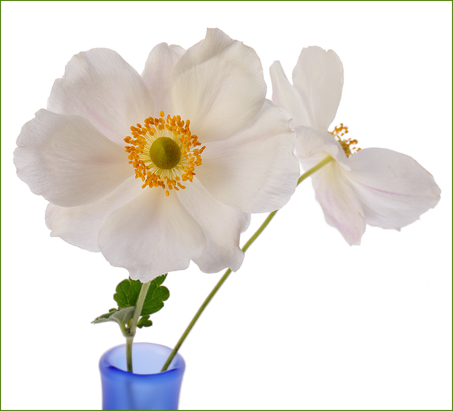 Anemone x hybrida 'Honorine Jobert'