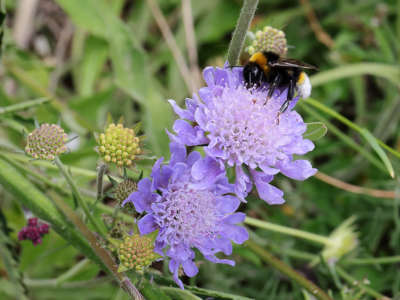 Bee on scabious flower.