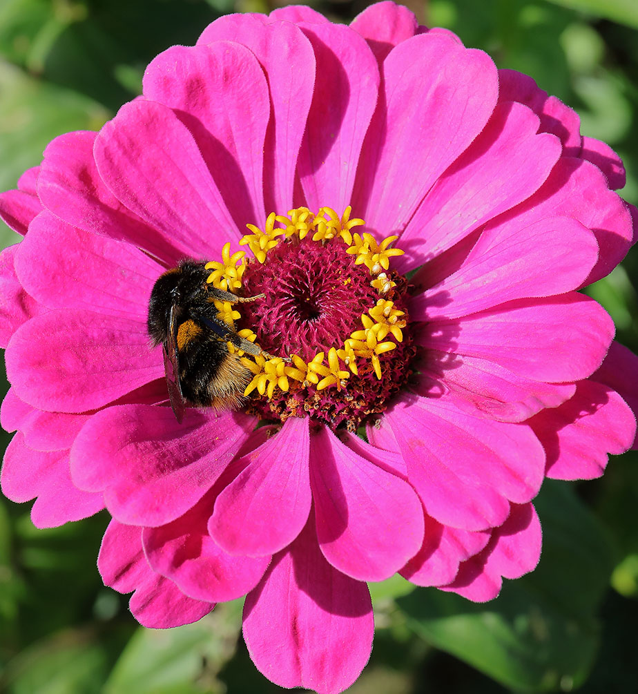 Bee sleeping in a zinnia flower.