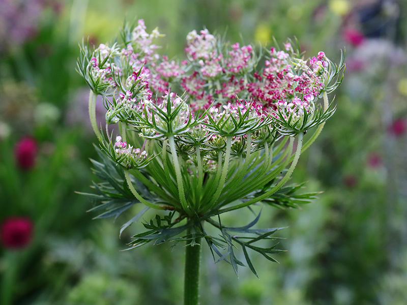 Daucus-Wild Carrot-Seedhead-3246