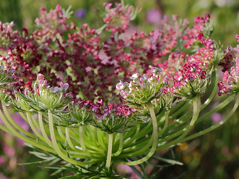 Daucus-Wild Carrot-Seedhead-3246