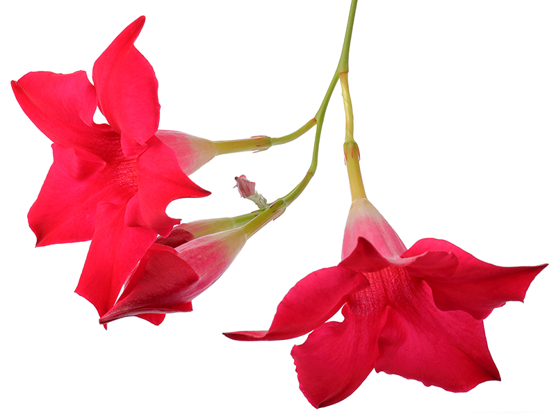 Flowers of Rio Dipladenia 'Hot Pink'