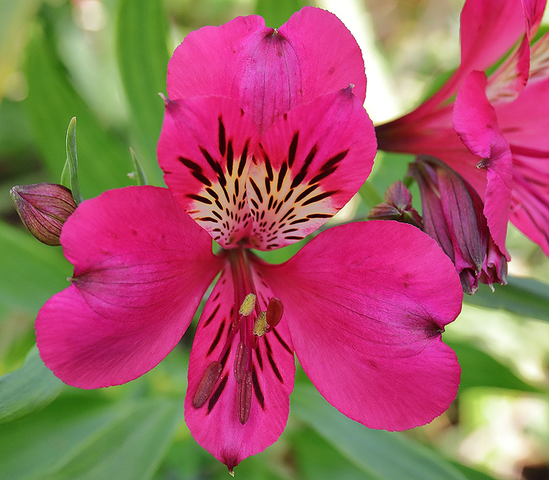 Pink Alstroememria-2913