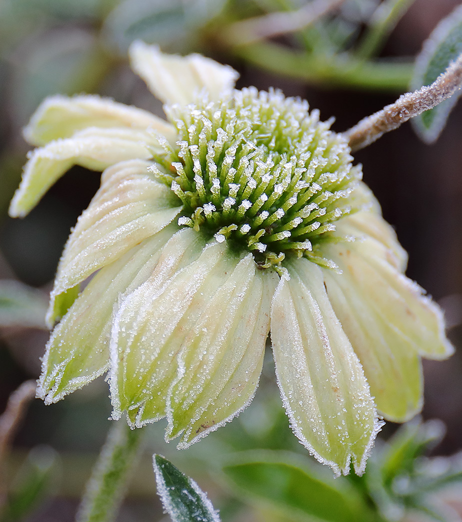 Frosted echinacea flower.