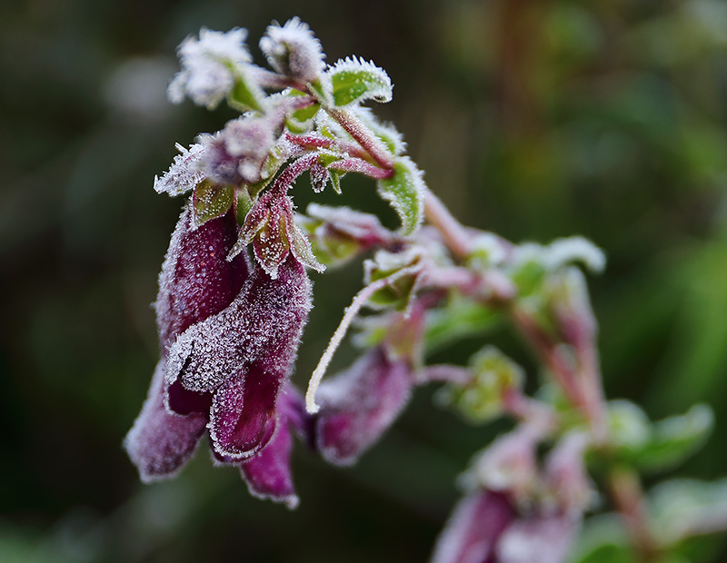 Frosted-penstemon-3723