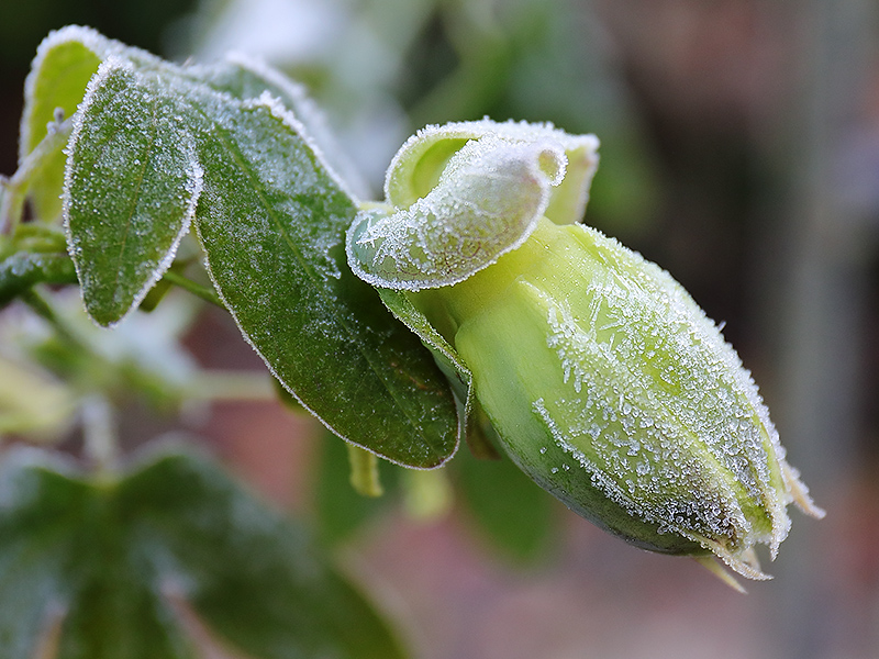 Frosted passionflower bud-3769