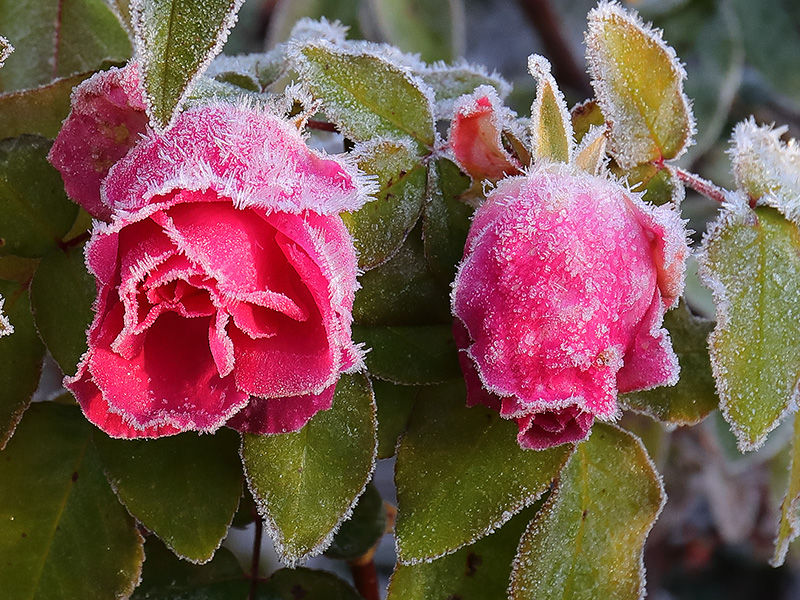 Frosted roses-3755