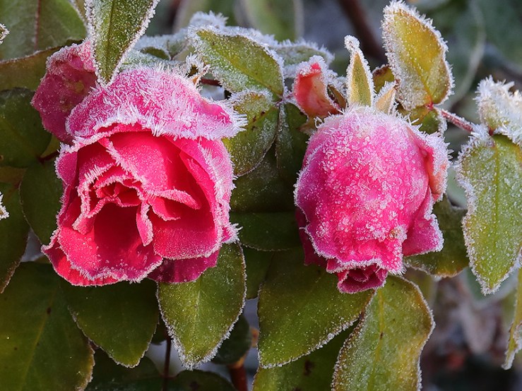 Rose 'Zepherine Drouhin', covered in frost.