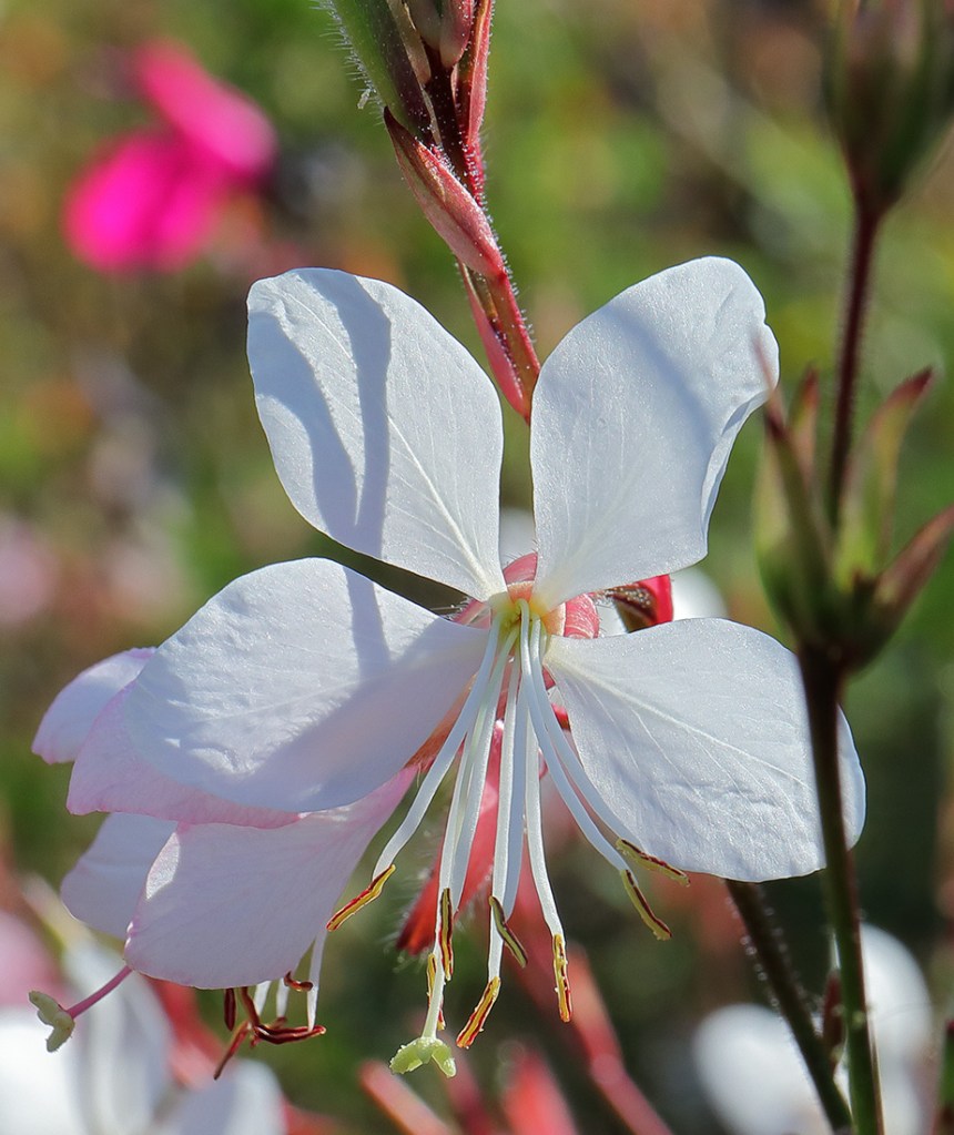 Flower of Gaura lindheimeri