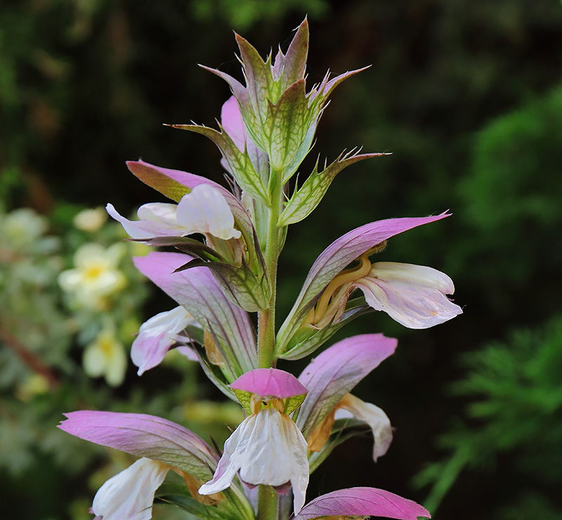 Acanthus
