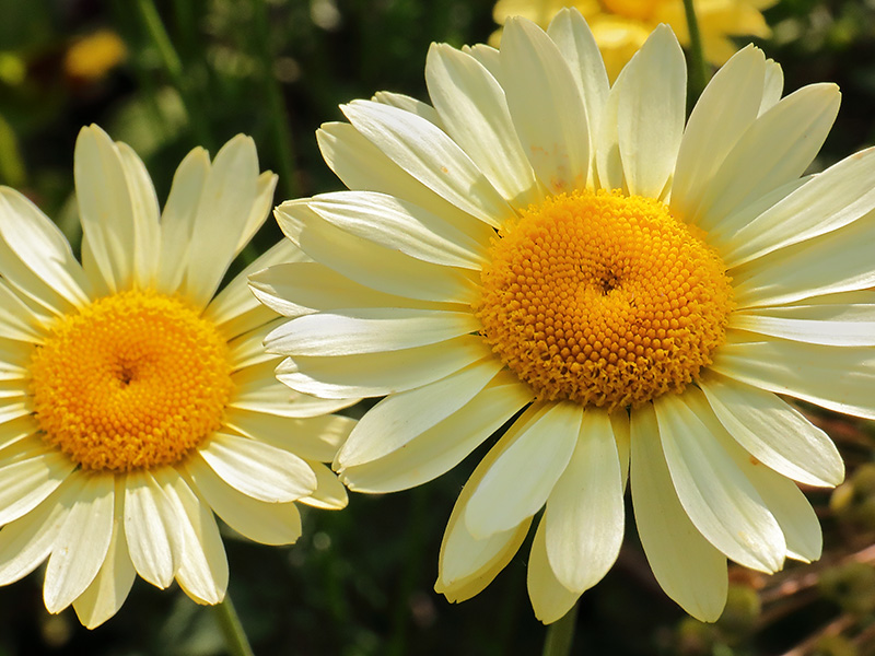 Anthemis 'EC Buxton'