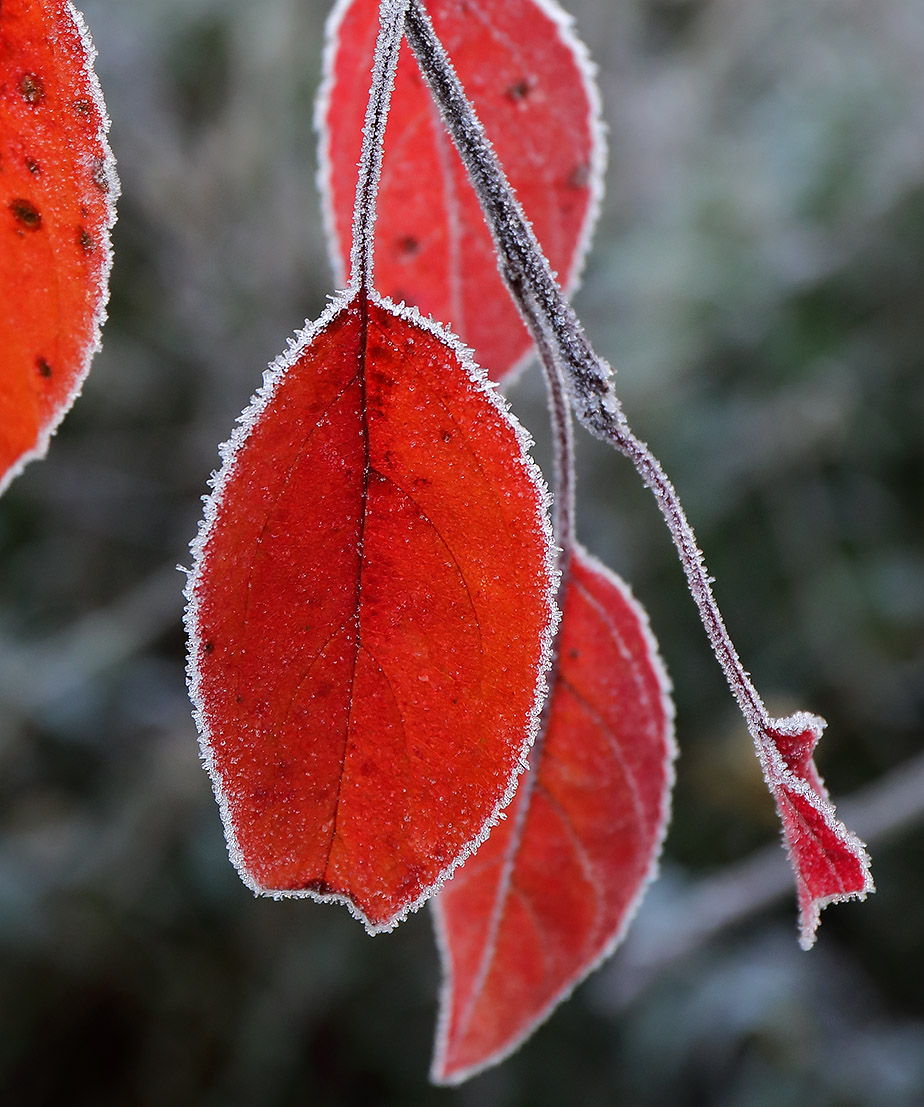 Frosted crab apple leaves.