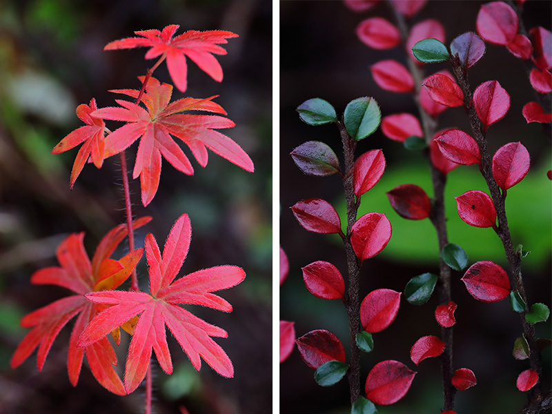 Red Leaves-2-up